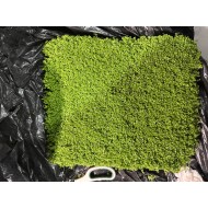 Micranthemum Monte Carlo 3x3 Viyol