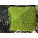 Micranthemum Monte Carlo 3x3 Viyol