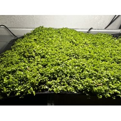 Micranthemum Monte Carlo 3x3 Viyol