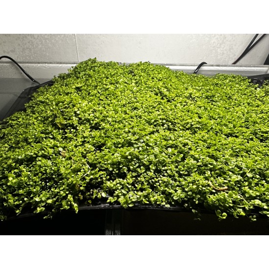 Micranthemum Monte Carlo 3x3 Viyol