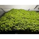 Micranthemum Monte Carlo 3x3 Viyol