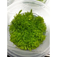 Utricularia Graminifolia In-Vitro Canlı Bitki 360 Utricularia Graminifolia In-Vitro Canlı Bitki 360