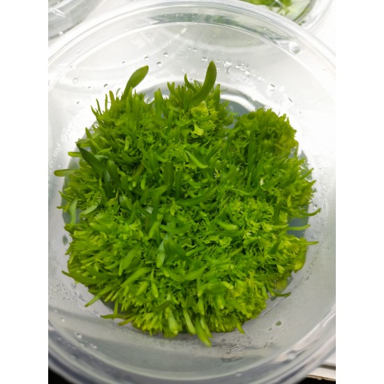 UTRİCULARİA GRAMİNİFOLİA UTRİCULARİA GRAMİNİFOLİA