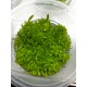 UTRİCULARİA GRAMİNİFOLİA UTRİCULARİA GRAMİNİFOLİA
