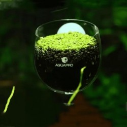 AQUAPRO Glass Plant Pot Cam Bitki Saksısı