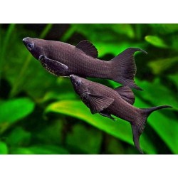 Black Moılly (Büyük Boy 5-6 cm)