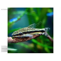 CÜCE OTOCINCLUS AFFİNİS YOSUN YİYİCİ