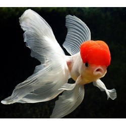 Red Cap Oranda 5-6cm (Japon Balığı)