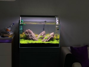 İwagumi 60x40x36H Cuba