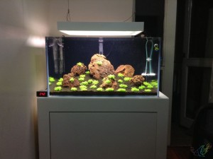 Ada Amazonia Kurulum ( 21.10.2014 )