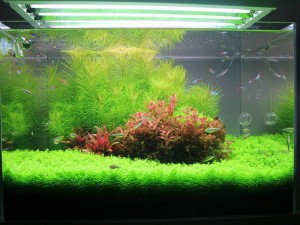 ABDULLAH CANER GÜVEN / ERZURUM