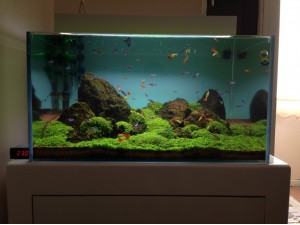 Cuba Akvaryum Kurulumu (Manado)