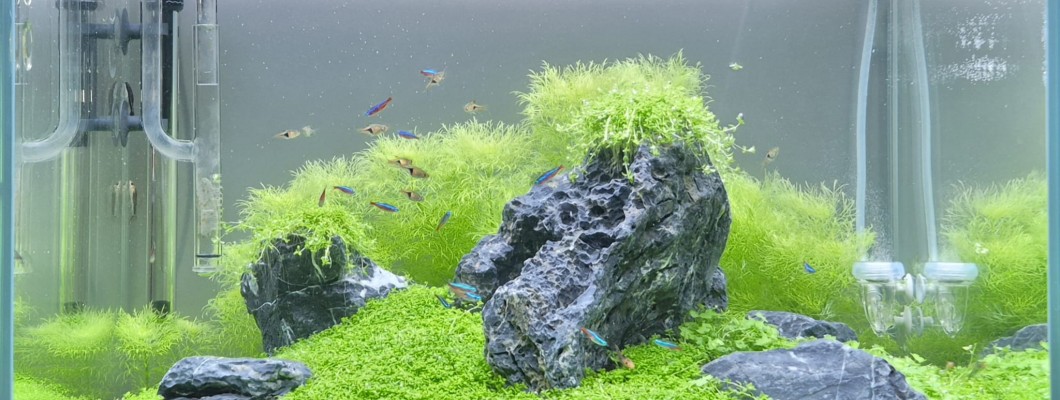 KEMAL YAZGAN / ŞANLIURFA