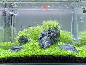 KEMAL YAZGAN / ŞANLIURFA