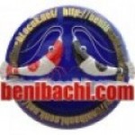Benibachi