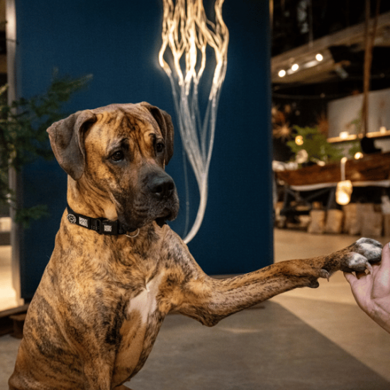 Max Molly Matrix 2.0 Akıllı Künyeli Köpek Boyun Tasması Siyah Large Max Molly Matrix 2.0 Akıllı Künyeli Köpek Boyun Tasması Siyah Large