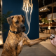 Max Molly Matrix 2.0 Akıllı Künyeli Köpek Boyun Tasması Siyah Large Max Molly Matrix 2.0 Akıllı Künyeli Köpek Boyun Tasması Siyah Large