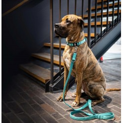 Max Molly Matrix 2.0 Akıllı Künyeli Köpek Boyun Tasması Turkuaz Small Max Molly Matrix 2.0 Akıllı Künyeli Köpek Boyun Tasması Turkuaz Small