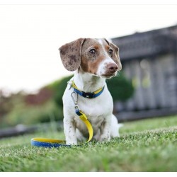 Max & Molly Smart ID Heroes Köpek Boyun Tasması-Small Max & Molly Smart ID Heroes Köpek Boyun Tasması-Small
