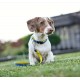 Max & Molly Smart ID Heroes Köpek Boyun Tasması-Small Max & Molly Smart ID Heroes Köpek Boyun Tasması-Small