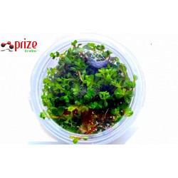 Rotala Mexicana Bangladesh - İn Vitro 120cc / Orta Plan ve Arka Plan Bitkisi Rotala Mexicana Bangladesh - İn Vitro 120cc / Orta Plan ve Arka Plan Bitkisi