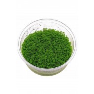 Hemianthus Callitrichoides Cuba Hemianthus Callitrichoides Cuba