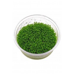 Hemianthus Callitrichoides Cuba Hemianthus Callitrichoides Cuba