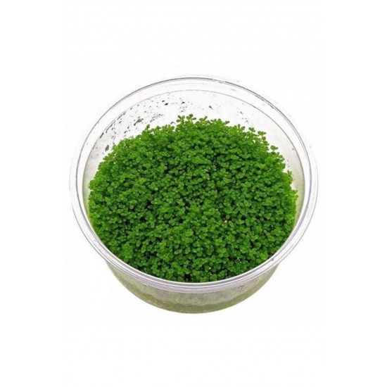 Hemianthus Callitrichoides Cuba Hemianthus Callitrichoides Cuba