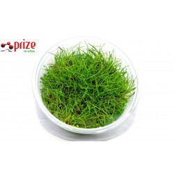 Eleocharis Parvula Mini Eleocharis Parvula Mini