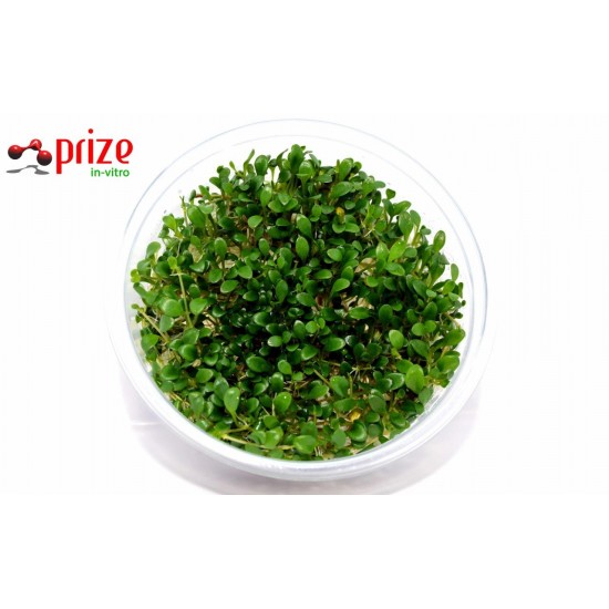 Glossostigma Elatinoides Glossostigma Elatinoides