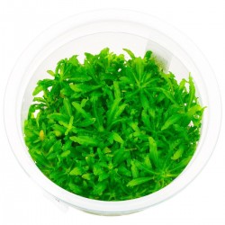 Pogostemon Helferi Pogostemon Helferi
