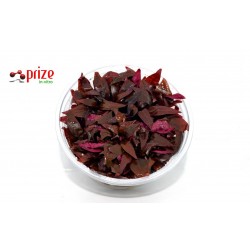 Alternanthera Reinicki Mini Alternanthera Reinicki Mini