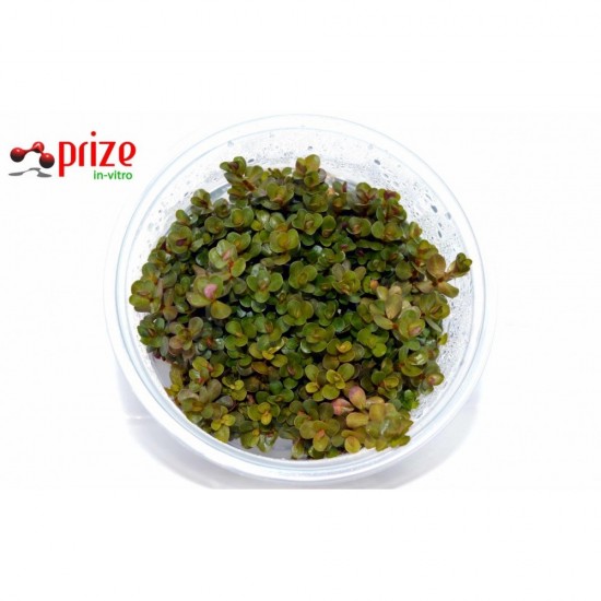 Rotala Macrandra Red Rotala Macrandra Red