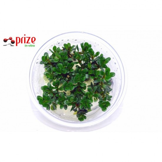 Rotala Rotindifolia