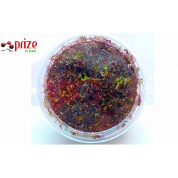 Rotala H'ra 100CC VİTRO / R12 Orta Plan ve Arka Plan Bitkisi Rotala H'ra 100CC VİTRO / R12 Orta Plan ve Arka Plan Bitkisi