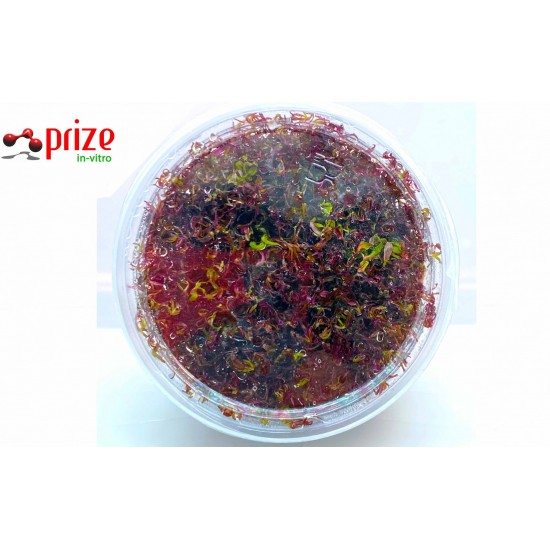 Rotala H'ra 100CC VİTRO / R12 Orta Plan ve Arka Plan Bitkisi Rotala H'ra 100CC VİTRO / R12 Orta Plan ve Arka Plan Bitkisi