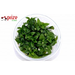 Staurogyne Repens Mini Staurogyne Repens Mini
