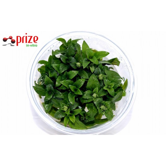 Staurogyne Repens Mini Staurogyne Repens Mini